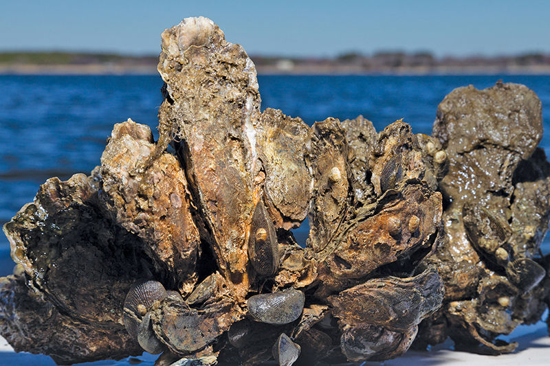 Oyster clump